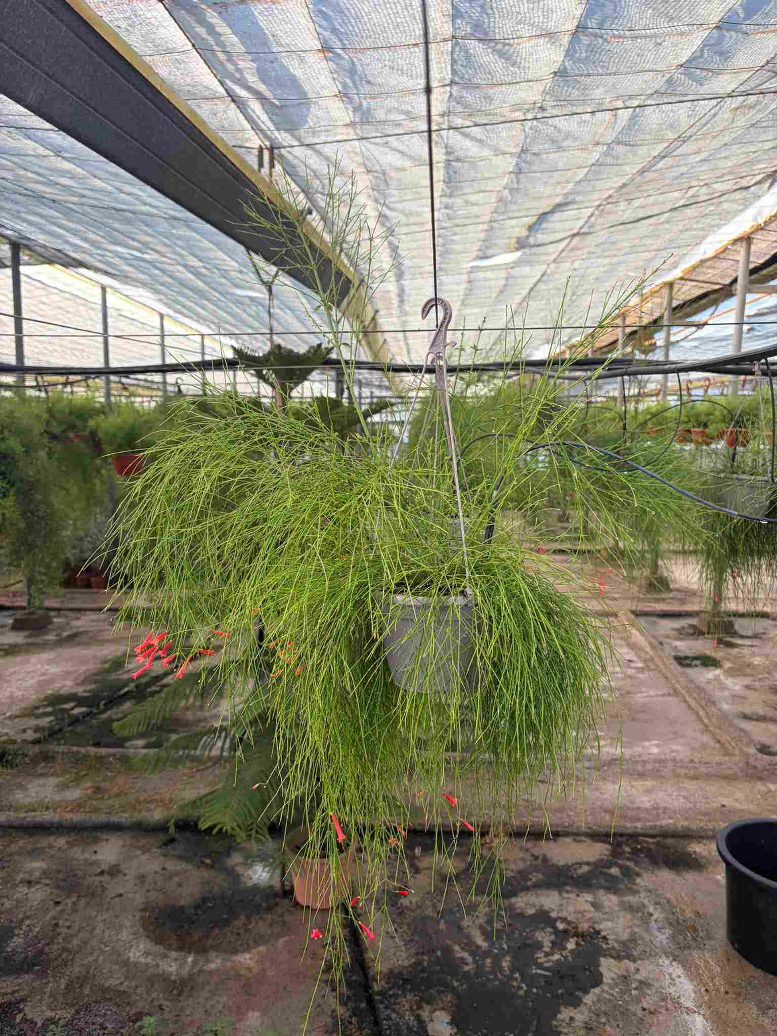 RUSELIA C 15